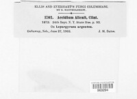 Dicaeoma allenii image